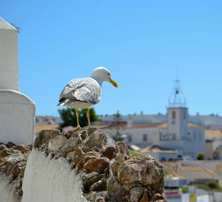 Controlo de Gaivotas — Sobcontrolo, controlo de pragas no Algarve