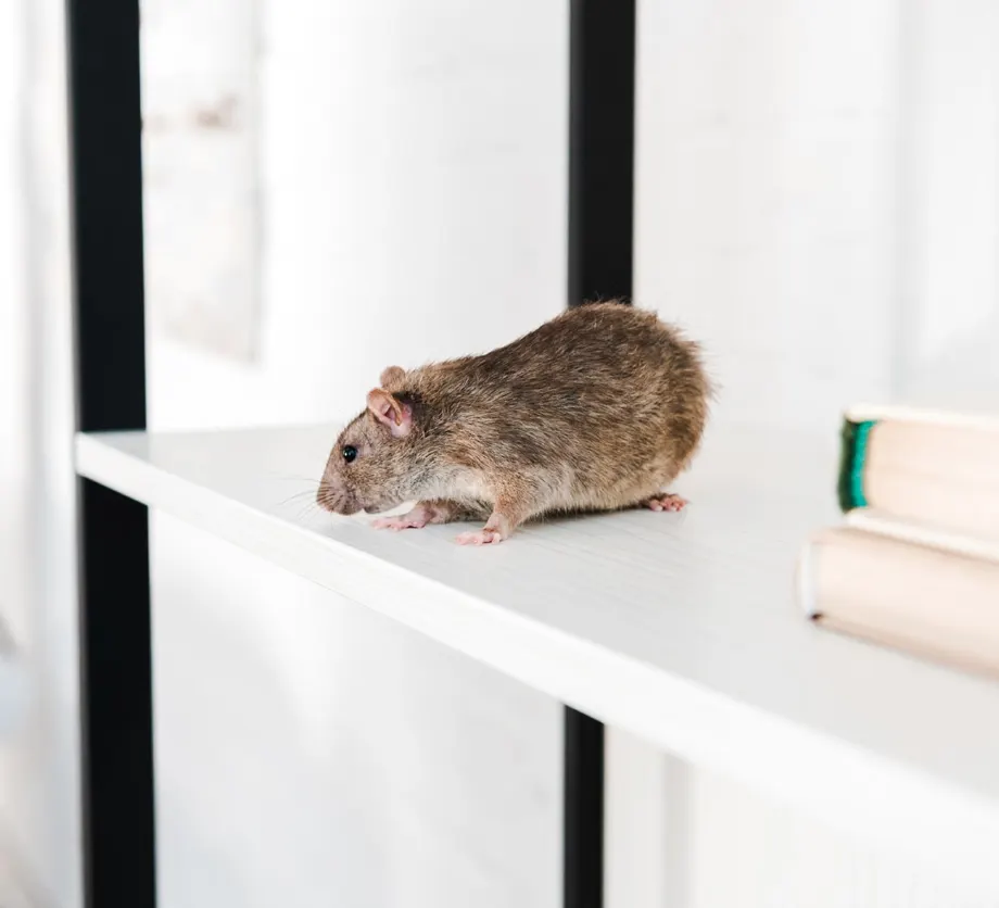 Ratos — Sobcontrolo, controlo de pragas no Algarve